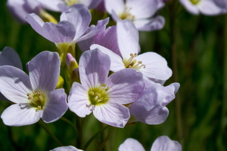 cuckoo flower in a meadow