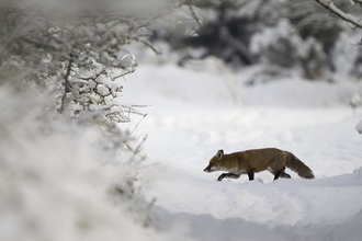 Red Fox (Vulpes vulpes) Vixen in the Snow during winter