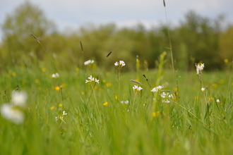 Flowers in grassland