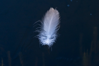 feather