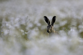 hare