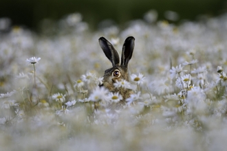 Brown Hare Lepus europaeus in Ox-eye Daisies Norfolk summer