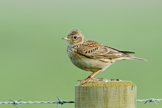 skylark