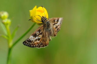 A dingy skipper butterfly feeds on a flower