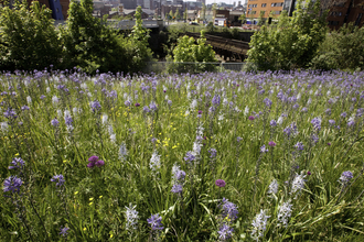 Urban purple wildflowers