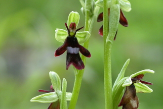 The flowers of a fly orchid, demonstrating their insect-like appearance