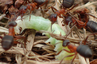 Narrow-headed ants eating caterpillar