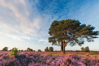 New Forest National Park