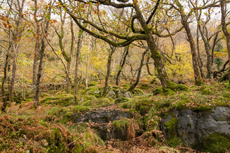 A scene from the temperate rainforest in Wales, with mossy oaks rising from a sea of ferns