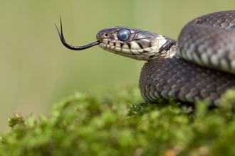 A Grass Snake Plays Dead on a Cold Autumn Day