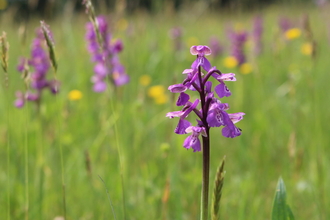 Green-winged orchid