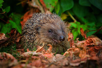 A hedgehog sitting at the base of a hedge at night, surrounded by leaf litter, illuminated by a garden light
