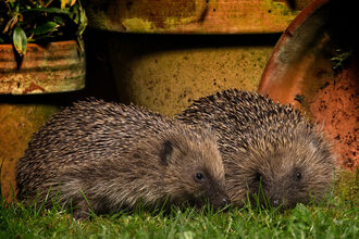Two hedgehogs snuffling for food around a selection of plant pots at night, illuminated by a house light