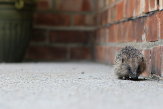 Hedgehog