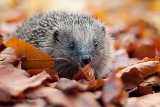 Hedgehog in autumn leaves