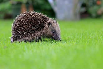 Hedgehog on lawn