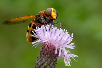 A hornet mimic hoverfly perched on a flower