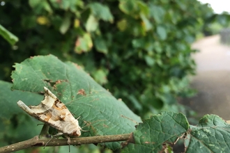 Angle shades moth beside footpath