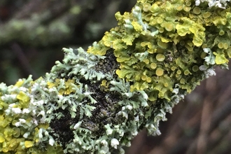 Lichen