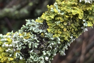 Lichen