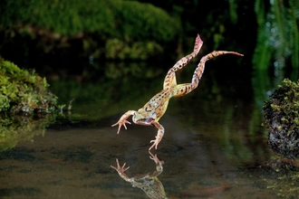 Common frog
