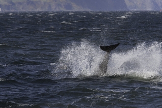 Dolphin tail in rough sea by John MacPherson