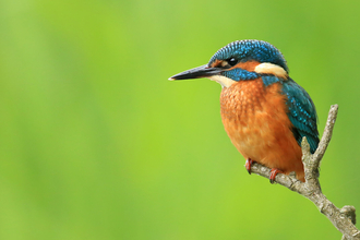 Kingfisher