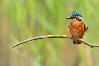 Kingfisher