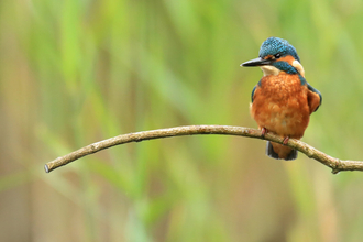 Kingfisher