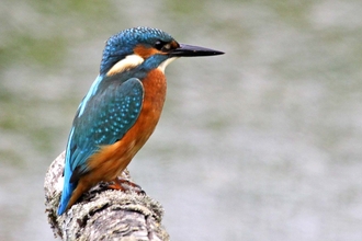 Kingfisher perched