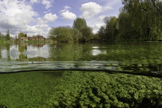 Split level view of the River Itchen, with aquatic plants: Blunt-fruited Water-starwort (Callitriche obtusangula) Itchen Stoke Mill is visible on the left