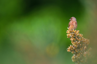 Linnet