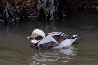A male long-tailed duck drifting in front of the stone wall of a harbour