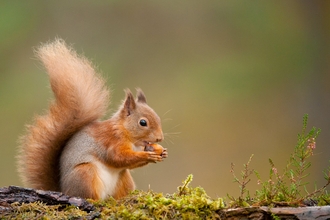 Red squirrel (Sciurus vulgaris) Scotland, November