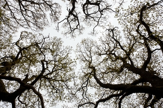 Oak woodland (Quercus robor), Brecon Beacons National Park, Wales, UK