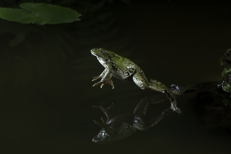 Marsh frog