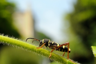 Wasp beetle (Clytus arietis), walking on stem of Japanese honeysuckle (Lonicera japonica)