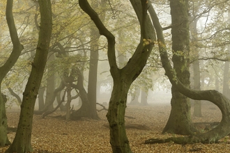 Ancient woodland and crooked trees in the Autumn orange leaves