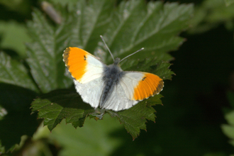 Orange tip