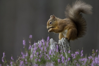 Red squirrel (Sciurus vulgaris) in flowering heather on a tree stump