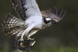 Osprey (pandion haliaetus) fishing