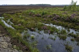 Peat Extraction