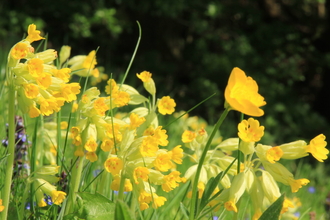 Cowslip flower