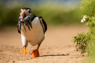 Puffin