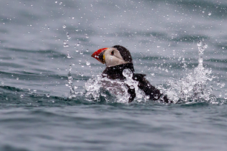 Puffin in water