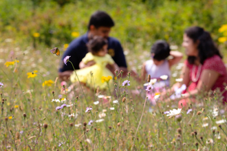 picnic family