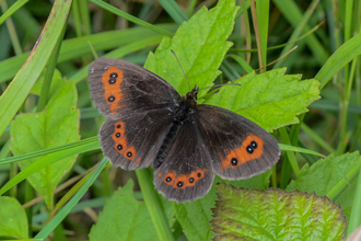 A Scotch argus butterfly resting on a leaf, its brown wings open showing the orange patches and black-bordered white spots