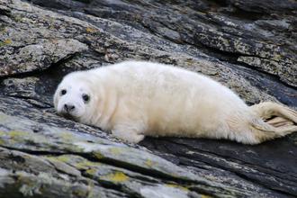 Grey seal pup