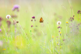 meadow