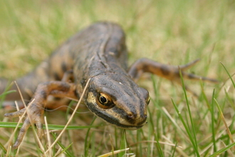 A smooth newt creeps through some short grass
